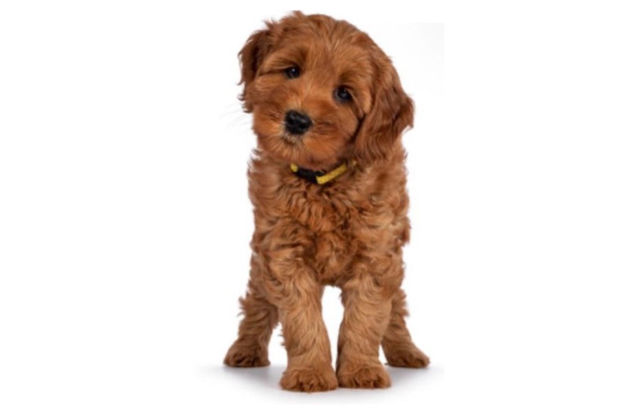 Nationwide Puppies Doodle Breeds