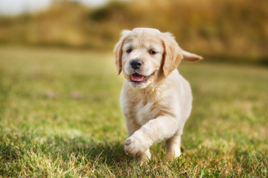Nationwide Puppies Family Breeds